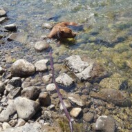 Cool down time!!! #dogs #summertime #packwalks