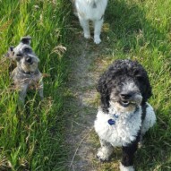 Beautiful sitting pups!!