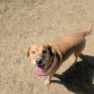 Edworthy adventures! #hotdays #hotdogs #funinthesun #dogparkfun