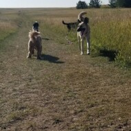 Beautiful hot and sunny days! The packs loved it!!! 🌞️