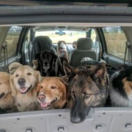 How many dogs do you count?#letsgo #readytowalk #yycdogs #yycdogwalker #dogs #germanshepherd #goldenretriever #collie #yellowlab #doodle #australlianshepherd #brittanyspaniel #australliancattledog #andafewmutts️ #somanydogs