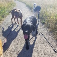 Some happy smiling pups! #dogs #pitbull #poodle #blacklab