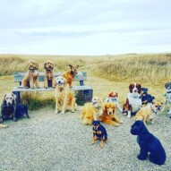 3 packs, all behaving for a picture perfect moment ️ #yycdogs #yycdogwalker #ihavethebestdogs #rescuedogs #silverlab #pug #doodle #goldenretriever #meximutt #brittanyspaniel #australianshepherd #puggle #potcake #cockerspaniel #minpin #yorkie #blacklab