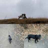 Just a wee pack to cap off an excellent week! #yycdogs #yycdogwalker #funatthepark #brittanyspaniel #australlianshepherd #blacklab