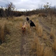 Bailey, teela and Sky #dogs #shepherd #greyhound