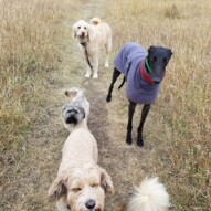 Fozzy, teddy, sky and hazel! #happydogs #nosehill #dogpark #dogs