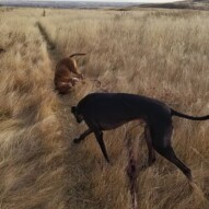 Sky and herbie! #dogs #happydogs #dogs #pitbull #greyhound