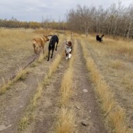 Sky, Briggs, Bailey, teela, Waylon #yyc #dogs #packwalks