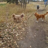 Fozzy, Dutch, Bailey, Ace and Sky! #dogs #ducktolling #germanshepherd #greyhound #cockapoo #shihtzu #yyc #packwalk #dogwalking