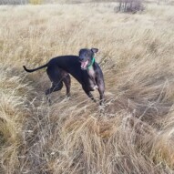 Happy sky boy! #yyc #nosehill #calgary #dogs #packwalks