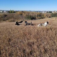 Thursdays morning crew having a blast in the chilly mornings !!! #dogs #packwalks #yyc