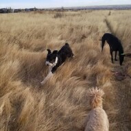 Maggie in action!!! #dogs #packwalks #sheepadoodle