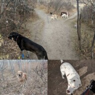 Sticking to the trees today!#sowindy #yycdogs #brittanyspaniel #aussie #yellowlab #rescuedogs