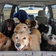 How many dogs can you count today?