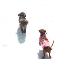 Sophie and Lolo, getting ready for a game of tag