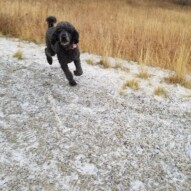 Gang loving the snow!!! #dogs #packwalks #yyc #snow