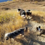 Before the snow!! Beautiful sunshine #yyc  #dogs #packwalker