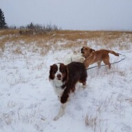 Fun in the snow! #australlianshepherd #australliancattledog #redlab #goldenretriever