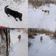 Fantastic afternoon walk with these four dapper dudes ️ #brittanyspaniel #australlianshepherd #blacklab #redlab #yycdogs #yycdogwalker #snowmuchfun