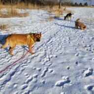 SW packs loving the snow! #yyc #riverpark #calgary #dogs #packwalks