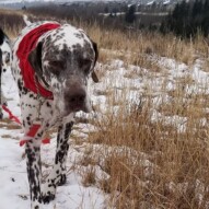 Welcome to the pack Percy!! #dogs #dalmation