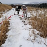 Tuesday and Thursdays NW pack!! #dogs #packwalks #yyc #calgarynw #snow