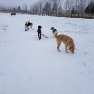 Wednesdays pack!!! #dogs #playful #bowness #dogpark #packwalks