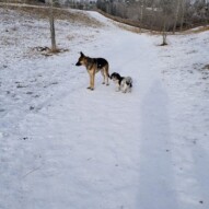 Bailey and ace!! Wednesdays SW #packwalks #dogs #allbreeds #shihtzu #germanshepherd