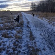 Maggie, Bailey, koby and Percy #snow #nosehill #packwalks #runswithrover #dogwalking