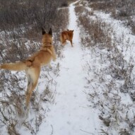 These guys just love the snow!! #dogs #packwalks #shepherd #australianshepherd #cockapoo