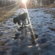 Alara in the sunshine! #dogs #packwalks #nosehill