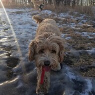 Fozzybear you fuzzball #dogs #packwalks #cockapoo