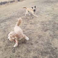 Some SW guys #dogs #packwalks #sunnydays #december #dogwalking #calgary