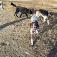 Wednesdays pack loving nose hill! #dogs #playing #yyc #calgary #allbreeds