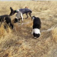 Some big group pictures! #dogs #dogwalking #yyc #calgary #allbreeds #packwalks