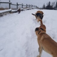 Gang loving the fresh snow !!! 🌬#dogs #pitbull #ducktolling #germanshepherd #shihtzu