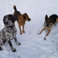 Snowy dayz!! #dogs #snow #winterwonderland #dogwalking #offleash #packwalks #dawgs