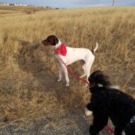 Welcome to the pack Monty! #germanpointer