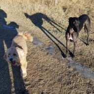 Before it all fell 🌞️🌡 #happydogs #dogs #packwalks #NW #yyc