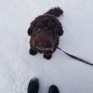 Welcome to the pack Evie #packwalks #puppy #dogs #doodle