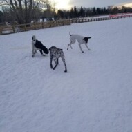 Wednesdays NW and SW crew ripping around!! #bowmont #glenmoredam #sw #nw #dogs #packwalks