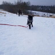 Welcome to the pack Rocco! Snipers brother! #dogs #pitbull #puppy #yyc