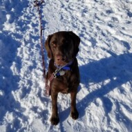 Gang loving the snow and sunshine!!! #dogs #packwalks #allbreeds #playtime #walk #nw #sw