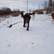 Welcome to the pack Cash!!! #chocolatelab #labs #dogs #packwalks #yyc