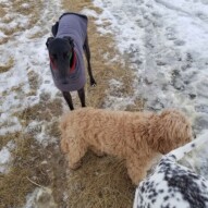 These guys sure love their packwalks #dogs #greyhound #shepherd #ducktolling #dogs #nosehill #riverpark