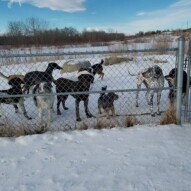 Big group!!! #dogs #allbreeds #packwalks #dogwalker #dogwalking #bowness