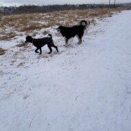 Thursdays crew loving some snow #dogs #packwalks #riverpark #tuscany #dogwalking