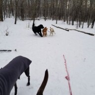 Wednesdays group ripping around at nose hill #dogs #dogwalking #packwalks