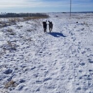 Today's (monday) walk up at nose hill! The gang had a blast and such a good run! Welcome back Pepsi from giving birth to 8 pups, the pack sure missed you!