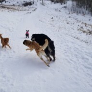 Another walk up at snowy nose hill! #dogs #packwalks #nosehill #nw